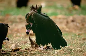 Tearing: Black VULTURE - tearing food