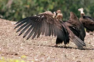 R T Smith: Black VULTURE - with wings outstretched