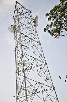 Perching: Black Vultures