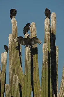 Atratus: Black Vultures (Coragyps atratus) perched on cardon cactus -