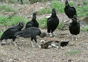 Coragyps: Black Vultures - around dead bird