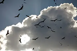 Circling: Black Vultures - in huge flock, circling in the sky