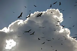 Circling: Black Vultures - in huge flock, circling in the sky