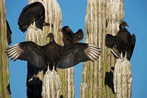 Whitewash: Black Vultures - perched on cardon cactus - Individual