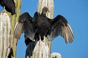 Whitewash: Black Vultures - perched on cardon cactus - Individual