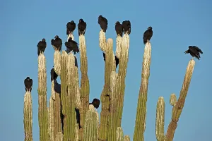 Whitewash: Black Vultures - perched on cardon cactus - Shows