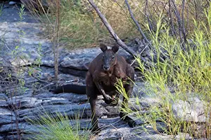 Wallaroo: Black Wallaroo