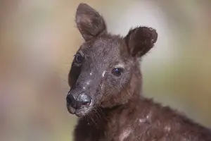 Wallaroo: Black Wallaroo