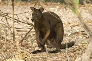 Macropus: Black Wallaroo in the Northern Territory