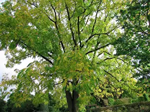 Walnuts: Black Walnut Tree