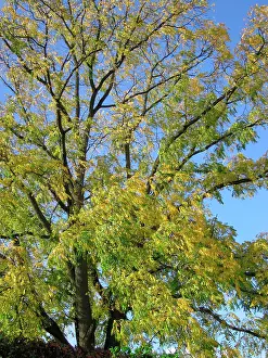 Walnuts: Black Walnut Tree