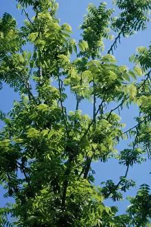 Walnuts: Black Walnut Tree