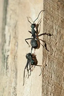 250417: Black Weaver Ant Black Weaver Ant carrying dead Ant up