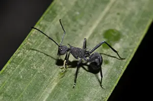 140218: Black Weaver Ant - on leaf - Klungkung, Bali, Indonesia