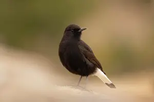 Valencia: Black Wheatear (Oenanthe leucura), male on stone