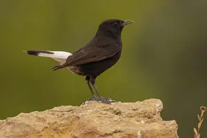 Valencia: Black Wheatear (Oenanthe leucura), male on stone