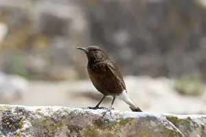 Wheatears: Black Wheatear perched - Female perched on the