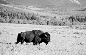 Buffalos: Black and white, American Bison (Bison bison) bull