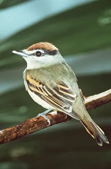 Venezuela: BLACK AND WHITE BECARD - Female