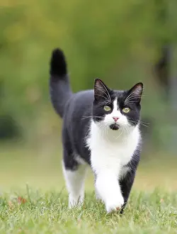 Jean-michel Labat: Black & White Cat