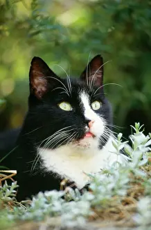 Piers Cavendish: BLACK AND WHITE CAT - close-up of face