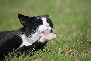 Lick: Black and white cat (Felis silvestris catus) licking
