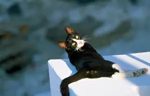 Santorini: Black & White Cat - feral - lying on wall in the sun