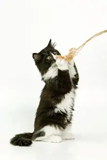 String: Black & White Cat - on hind legs playing with string