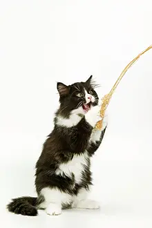 String: Black & White Cat - on hind legs playing with string