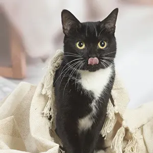 Lips: Black and white cat indoors