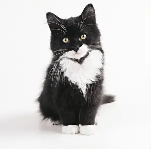161118: Black & White Cat, kitten with heart pattern
