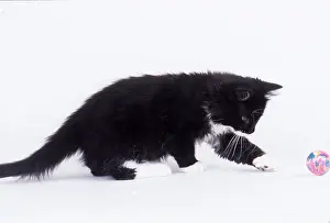Balls: BLACK AND WHITE CAT - kitten playing with ball