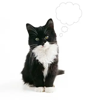 Thought: Black & White Cat - Kitten with speech / thought bubble