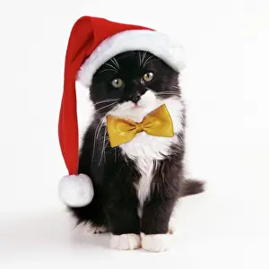 Bows: Black & White Cat - Kitten wearing Christmas