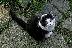 230518: Black and white cat looking up Black and White Cat
