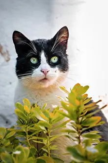 Paros: Black and white cat looking out from behind leaves