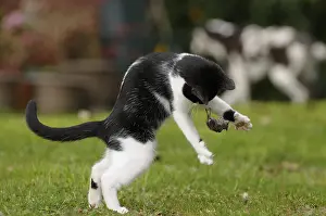 Arrest: Black and white cat playing with a mouse in a garden