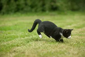 Pouncing: Black and White Cat - pouncing