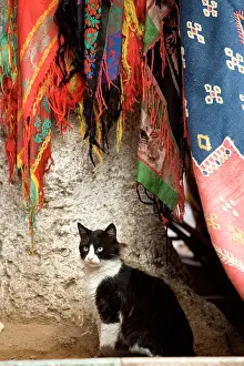Scarves: Black & White Cat by scarves