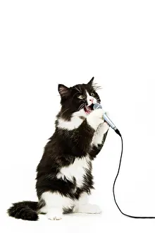 Microphone: Black & White Cat - singing into microphone