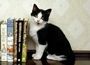 Books: Black & White CAT - sitting by books