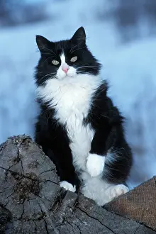 Logpile: Black and White Cat - Sitting upright on logpile