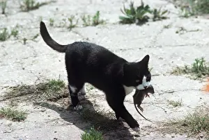Kill: Black & white cat - with small rat in farmyard