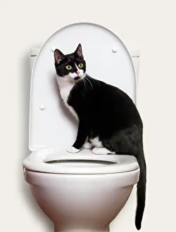 Bathroom: Black and White Cat - on toilet seat in bathroom