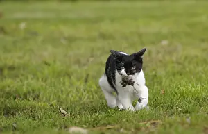 Arrest: Black and white cat walking with a mouse in its mouth