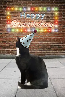 Signs: Black and White Cat, wearing party hat looking
