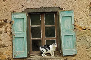 Windowsill: Black & White Cat - on windowsill of French house