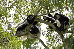 Colobus: Black and White Colobus