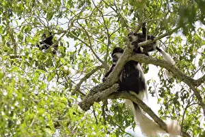 Colobus: Black and White Colobus