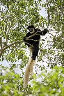 Abyssinian: Black and White Colobus